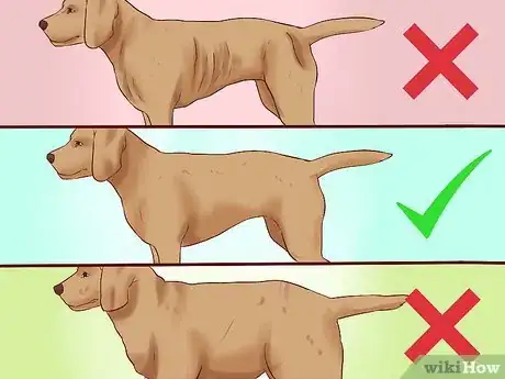 Step 3 确定爱犬的理想体重。