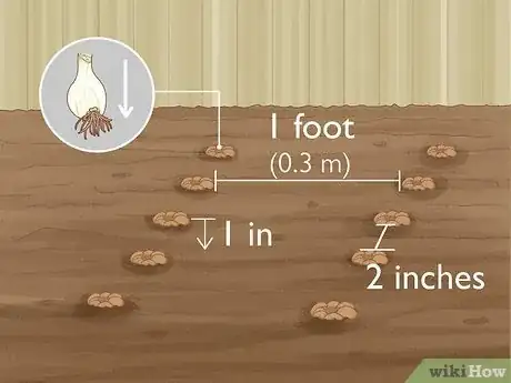 Step 3 种植种子或球茎。