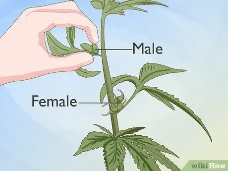 Step 4 任何雌雄同体的植株也应该当作雄性植株来处理。