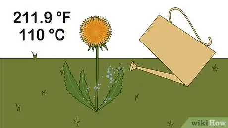 Step 1 往蒲公英上浇开水。