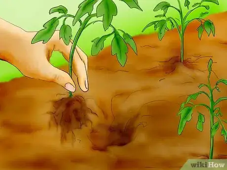 Step 5 种植番茄。