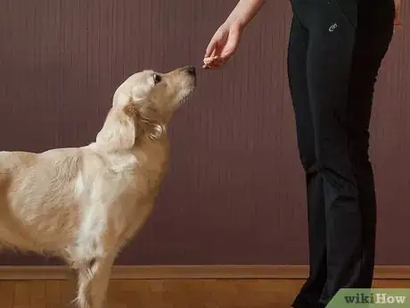 Step 2 给狗狗展示小零食。