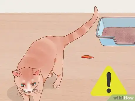 Step 4 留意猫是否在猫砂以外的地方大小便。