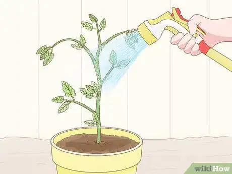 Step 3 用水喷淋植株。