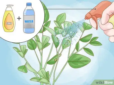 Step 3 用肥皂水除去蚜虫。