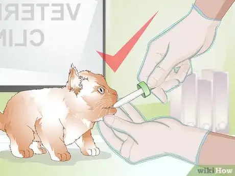 Step 4 保护小猫免受细菌和病毒的侵害。