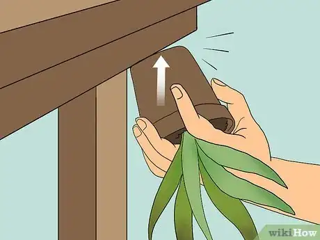 Step 1 把芦荟从花盆里拿出来。