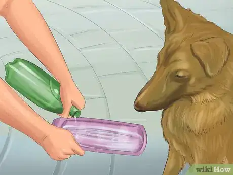 Step 4 产中或产后必须给母犬提供充足的液体补充水分。