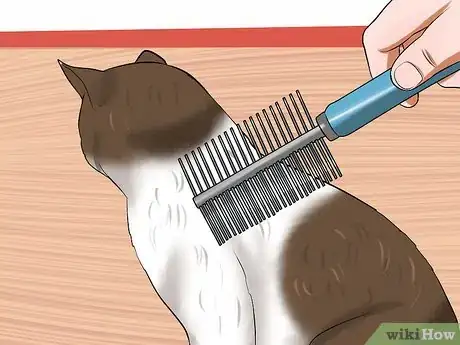 Step 2 给猫咪梳毛。