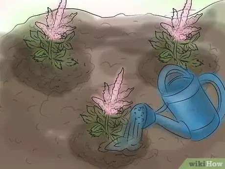 Step 5 给根系彻底地浇水。