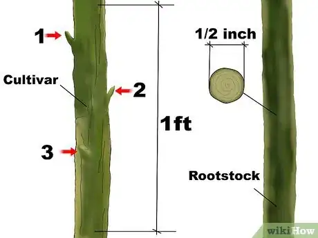 Step 1 选择你要嫁接的植物品种和砧木。