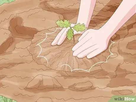 Step 6 移植橡树。