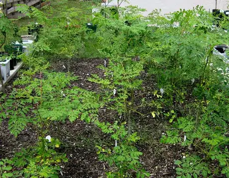 Moringa rows.JPG