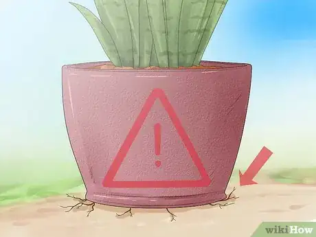 Step 1 正确种植虎皮兰。