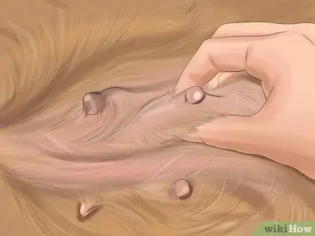 Step 3 每天两次检查母犬的乳腺状况，确保乳腺健康。