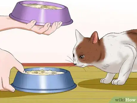 Step 6 猫咪很容易沉溺于一种饮食模式。