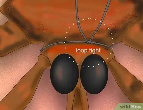 Step 3 在头周围拉紧线环。