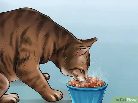 Step 4 鼓励猫咪吃东西。