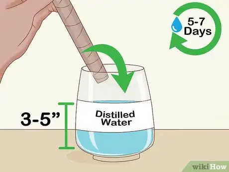 Step 4 把茎底插入盛有水的容器里。