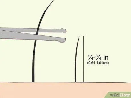 Step 2 用修毛剪刀将毛发剪到0.6-2厘米长。