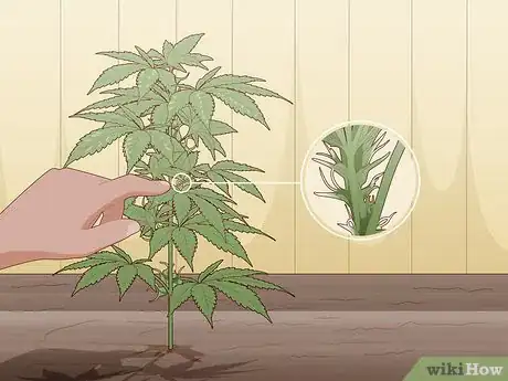 Step 3 检查植株关节处是否有小的、半透明的细丝。