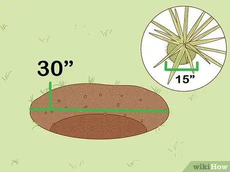 Step 5 挖一个比龙血树根团大两倍的坑。