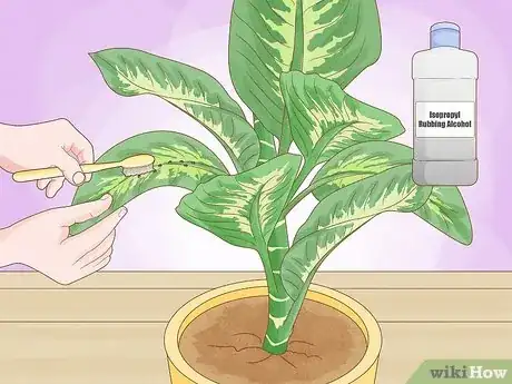 Step 1 擦掉植物上的介壳虫。