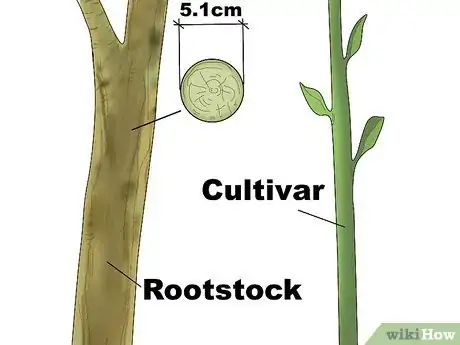 Step 1 选择你要嫁接的植物品种和砧木。