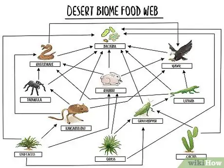 Food Web Visual Sample