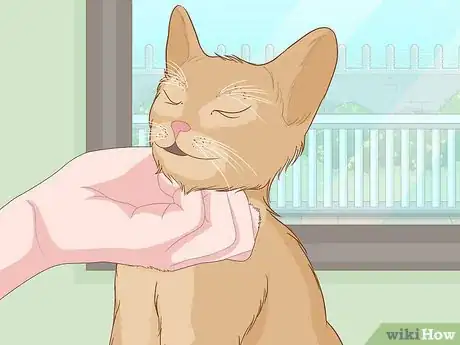 Step 1 先挠挠猫咪的下巴。