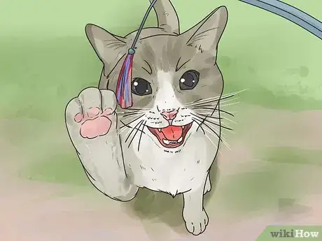 Step 2 帮助超重的猫咪减肥。