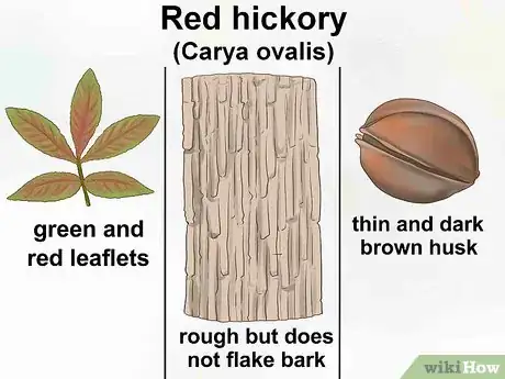 Step 5 鉴定甜山胡桃树（carya ovalis）。