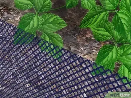 Step 4 不要让小动物靠近。