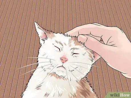 Step 2 对猫要温柔。