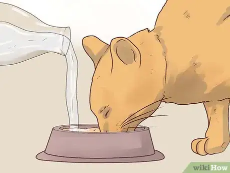 Step 4 了解哪些食物对猫咪是有害的。