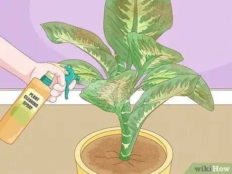 Step 4 清除植物上的灰尘。