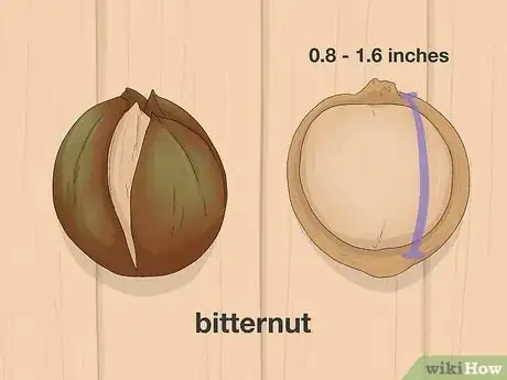 Step 3 辨认苦味山核桃。