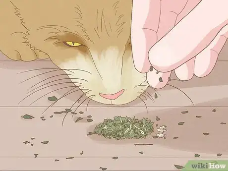 Step 5 给猫咪一些干的猫薄荷。