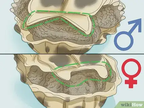 Step 3 观察乌龟的尾巴。