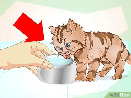 Step 6 确保小猫身体保持水分充足。