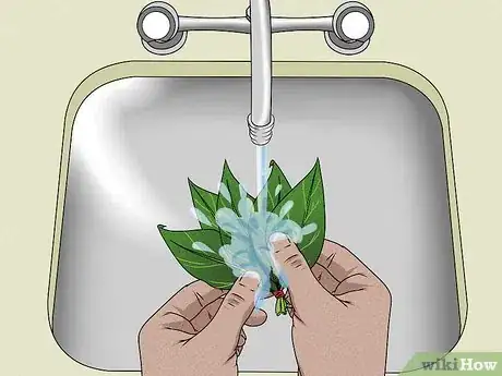 Step 1 将新鲜香草上的污垢冲洗干净。