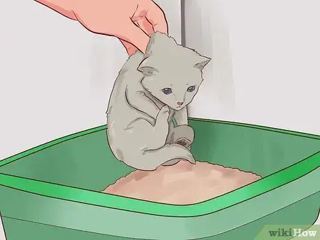 Step 2 把小猫放进装满猫砂的箱子里。