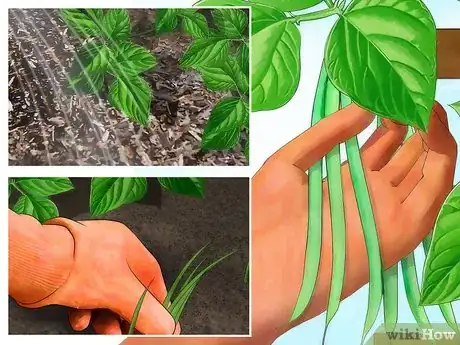 Step 5 根据蔬菜的需求来照料。