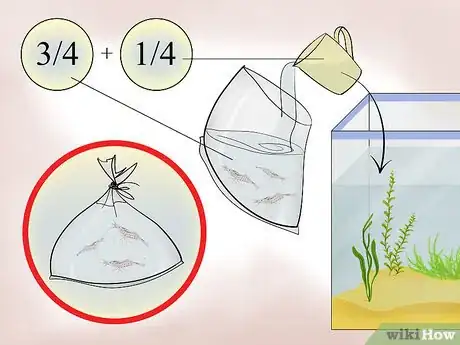 Step 2 给幽灵虾足够的时间适应水体。