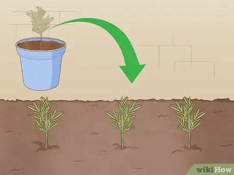 Step 4 种植幼苗。