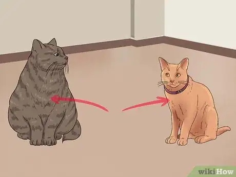 Step 1 先将猫咪分开。