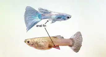 分辨孔雀鱼的雌雄