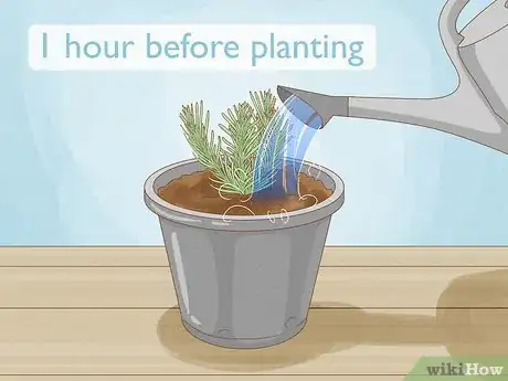 Step 1 种植前要给培育盆中的薰衣草浇点水。