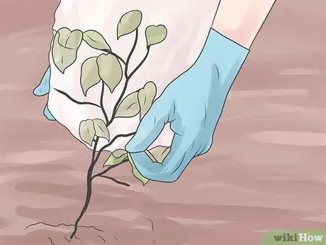 Step 1 覆盖植物。