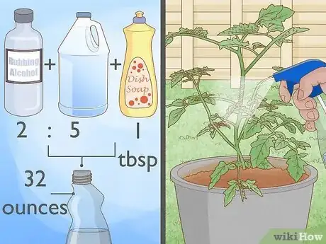 Step 2 将洗碗液与水混合后喷在植物上。